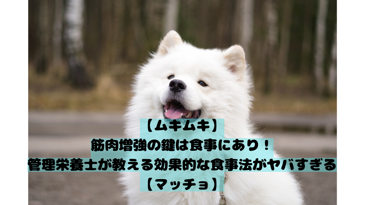 【ムキムキ】筋肉増強の鍵は食事にあり！管理栄養士が教える効果的な食事法がヤバすぎる【マッチョ】